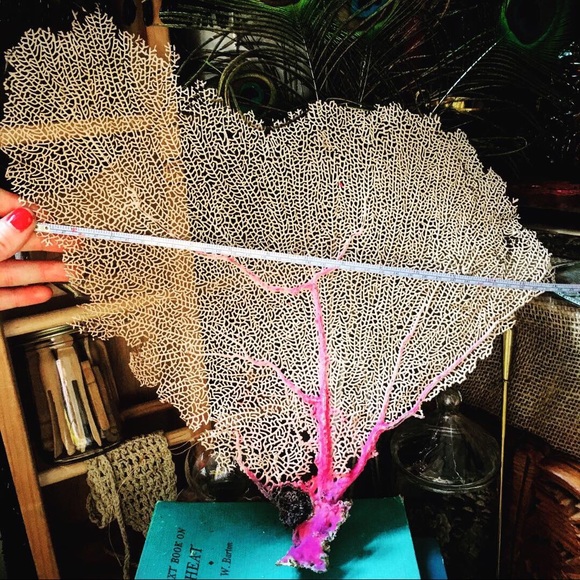 Other - VINTAGE EXTINCT RED SEA FAN 2: $120